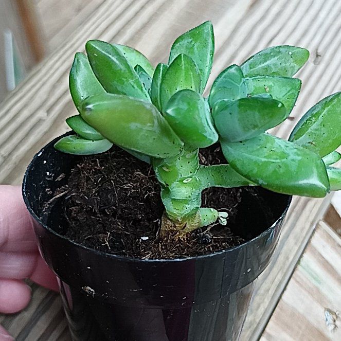Photo of the plant species Sedum adolphi 'Guacamole' by @VipSweetbaby15 named Scarlett on Greg, the plant care app