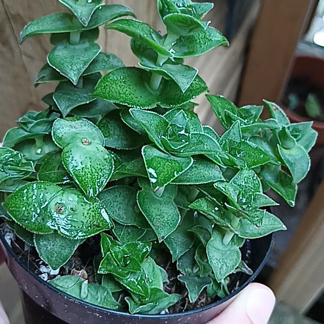 Photo of the plant species String of Buttons by @VipSweetbaby15 named Prince on Greg, the plant care app