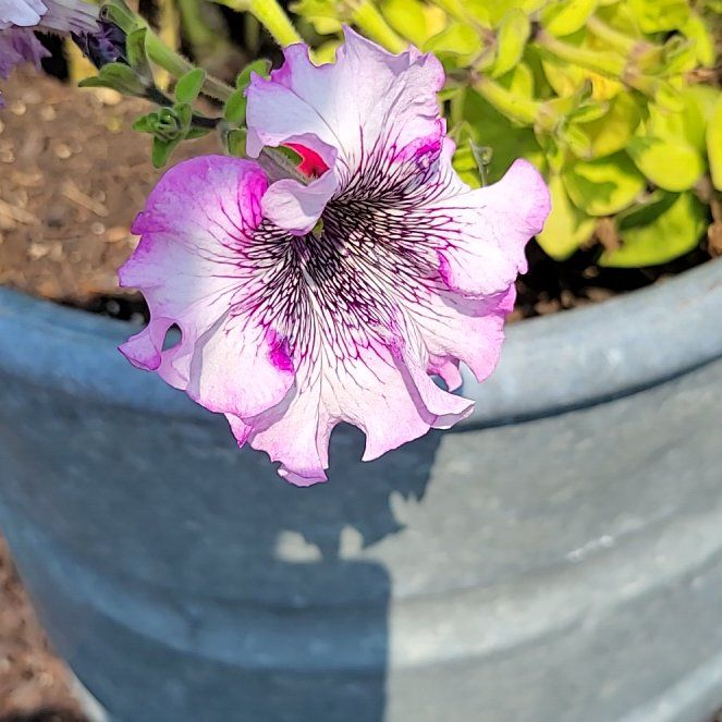 Photo of the plant species Zimbabwe creeper by @SmallfryKaro75 named Maya on Greg, the plant care app