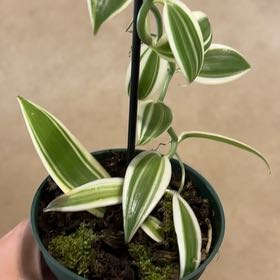 Photo of the plant species Vanilla 'Super Variegated' by @YesBonsai42 named Gaga on Greg, the plant care app
