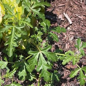 Photo of the plant species Flower of an Hour by @NewDaffodil11 named Sherlock on Greg, the plant care app