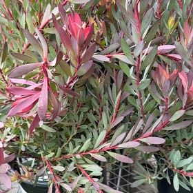 Photo of the plant species Common Sunshine Conebush by @VitalHemlock53 named Miley on Greg, the plant care app