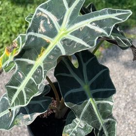 Photo of the plant species Elephant Ears by @MasterTaro63 named Gaga on Greg, the plant care app