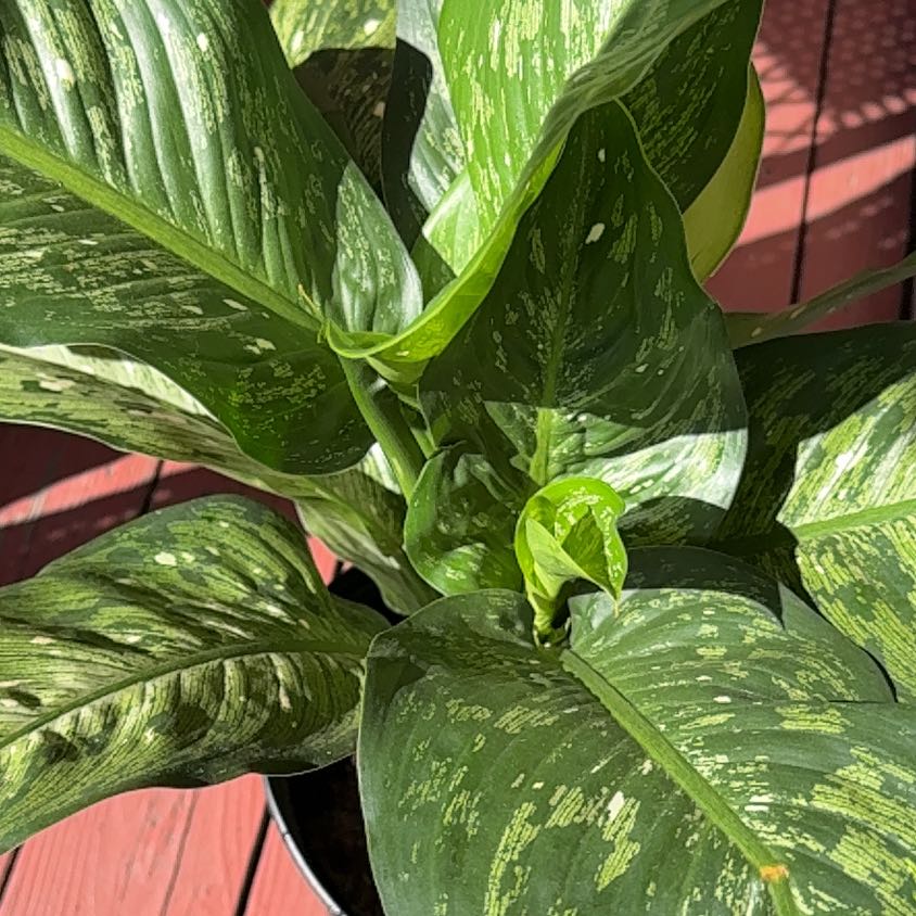 Photo of the plant species Dieffenbachia 'Memoria Corsii' by @ProductiveRye27 named Figyonce on Greg, the plant care app