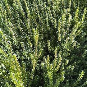 Photo of the plant species Tree Heath by @DollBaibua17 named Taylor Swift on Greg, the plant care app
