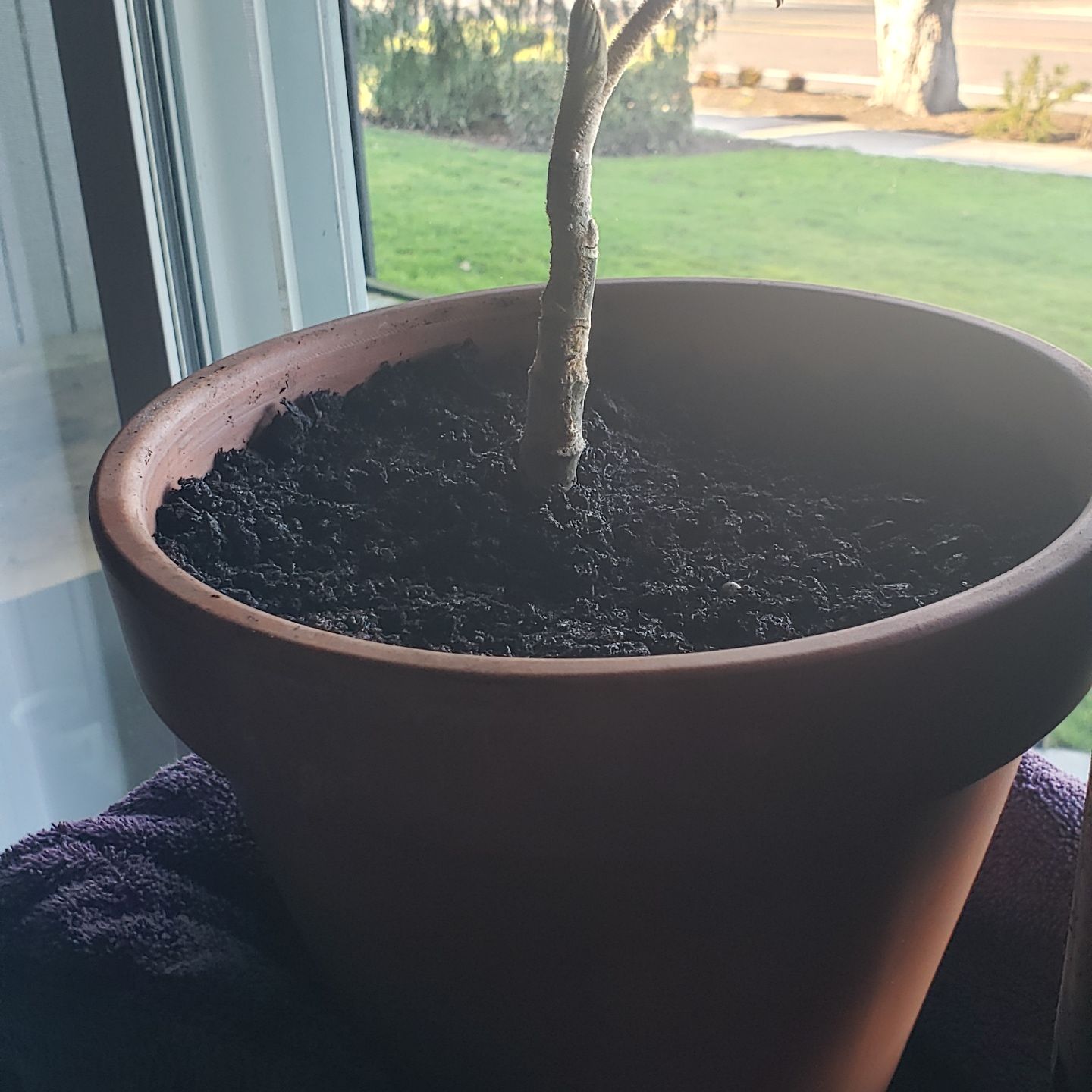 Photo of the plant species Chinese Rice-Paper Plant by @WinCorkelm44 named Rice paper plant on Greg, the plant care app