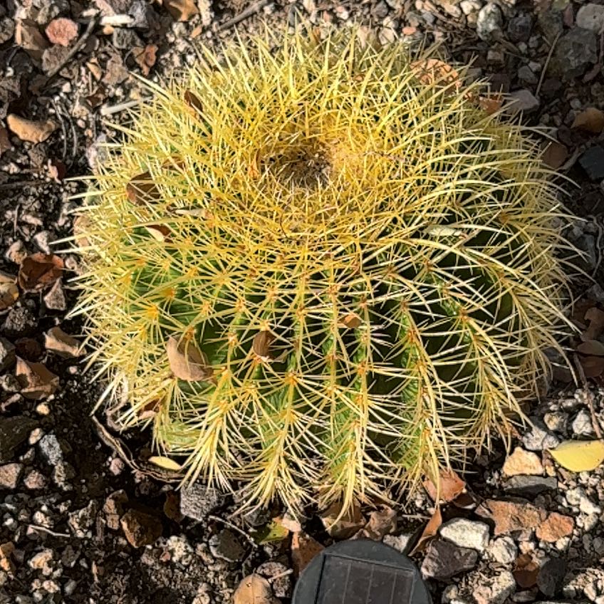 Photo of the plant species Compass Barrel Cactus by @MajorBeebalm26 named Shogun on Greg, the plant care app