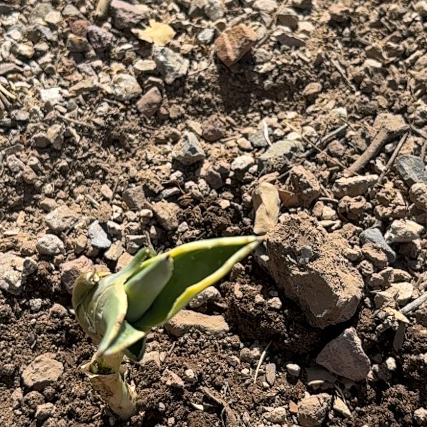 Photo of the plant species Mescal by @MajorBeebalm26 named Bella on Greg, the plant care app