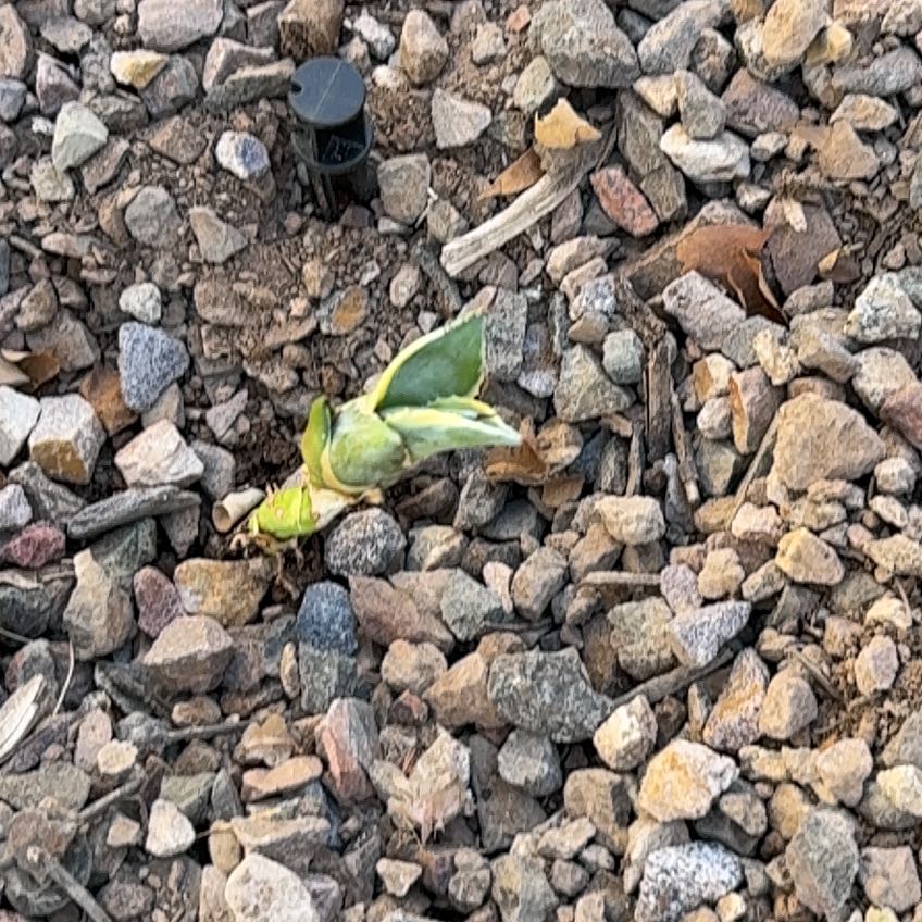 Photo of the plant species Mescal by @MajorBeebalm26 named Tristin on Greg, the plant care app