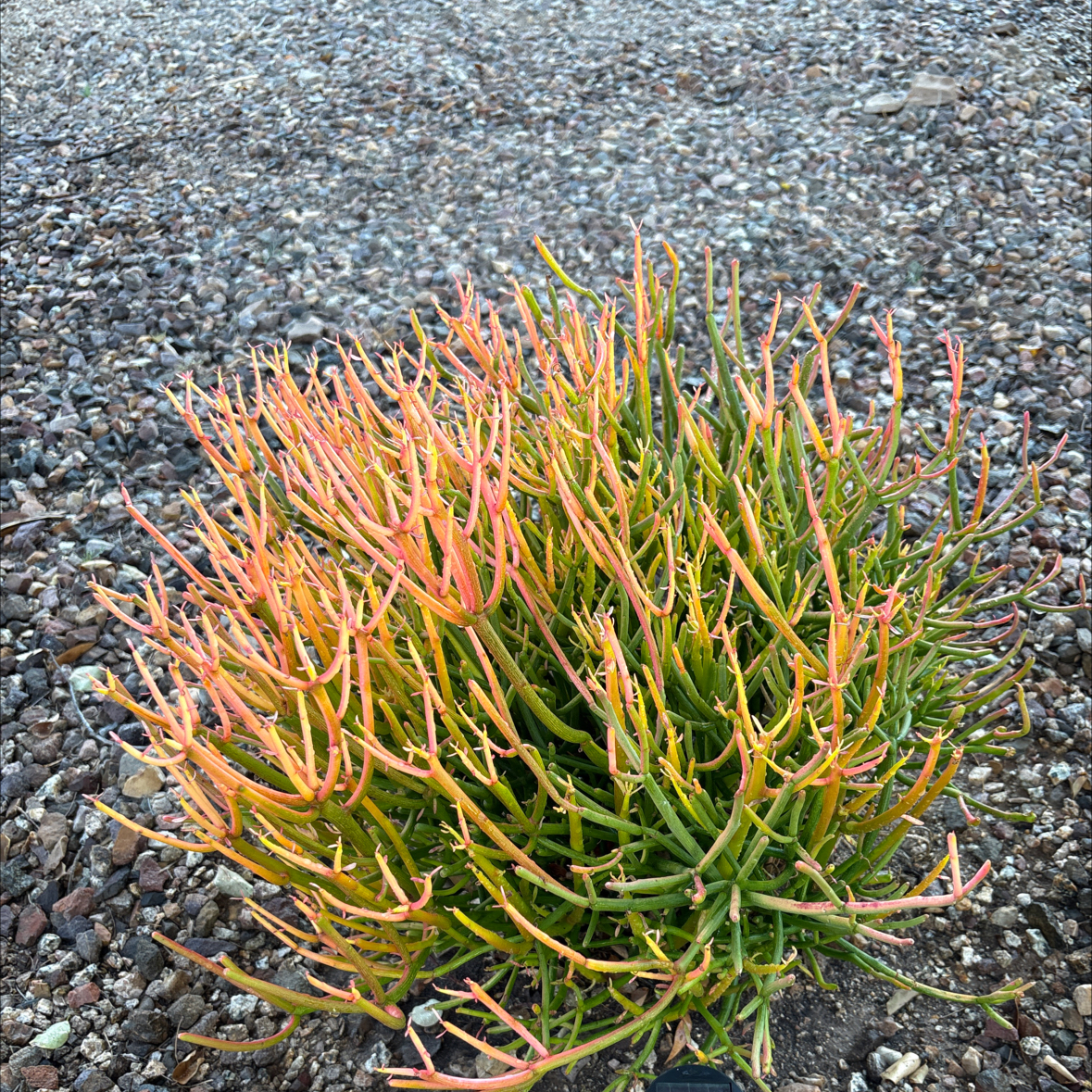 Photo of the plant species Fire Sticks by @MajorBeebalm26 named Hot mess on Greg, the plant care app