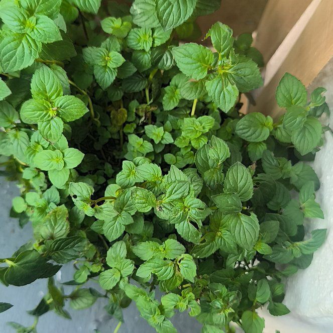 Photo of the plant species Watermint by @PoliteCapemay79 named Apollo on Greg, the plant care app