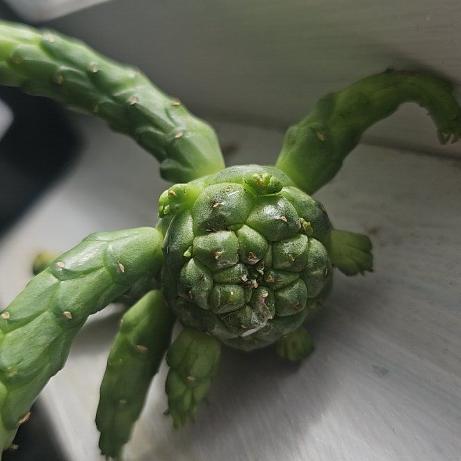 Photo of the plant species Corncob Cactus by @TopAcajou49 named Fernie Mac on Greg, the plant care app