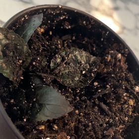 Photo of the plant species Ivy-Leaved Cyclamen by @WorthyFlatpea78 named Eva on Greg, the plant care app