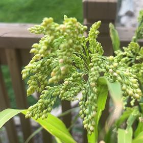 Photo of the plant species Proso Millet by @WorthyFlatpea78 named Apollo on Greg, the plant care app