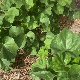 Photo of the plant species Tree Mallow by @WorthyFlatpea78 named Beckham on Greg, the plant care app