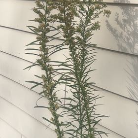 Photo of the plant species Liatris Spicata by @WorthyFlatpea78 named Shakira on Greg, the plant care app