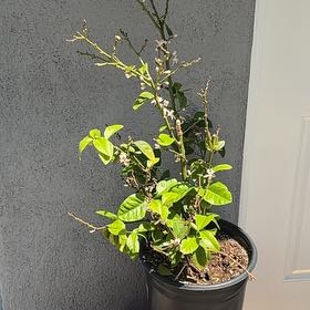 Photo of the plant species Eureka Lemon by @VastBogmyrtle88 named Zeus on Greg, the plant care app