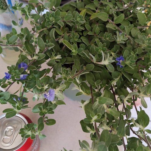 Photo of the plant species Blue Daze by @UpfrontSalsa50 named Ulysses S Plant on Greg, the plant care app