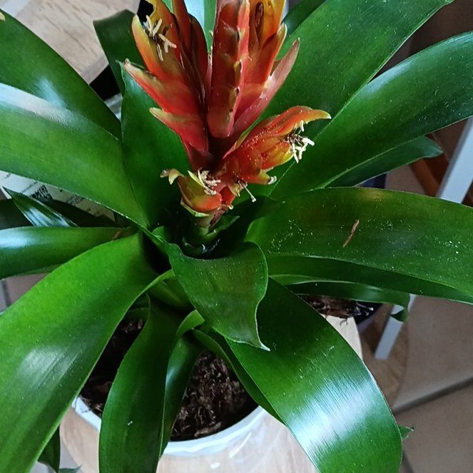 Photo of the plant species Bromeliad Vriesea by @SentinelHautree named Pup Plant on Greg, the plant care app