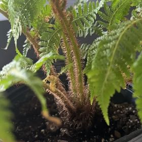 Photo of the plant species Australian Tree-Fern by @SugarBushhoya70 named Girlfrond on Greg, the plant care app