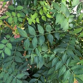 Photo of the plant species Kentucky Coffee Tree by @PoetChaya67 named Sherlock on Greg, the plant care app