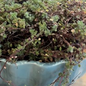 Photo of the plant species Woolly Thyme by @YesAgapanthus16 named Harmony on Greg, the plant care app