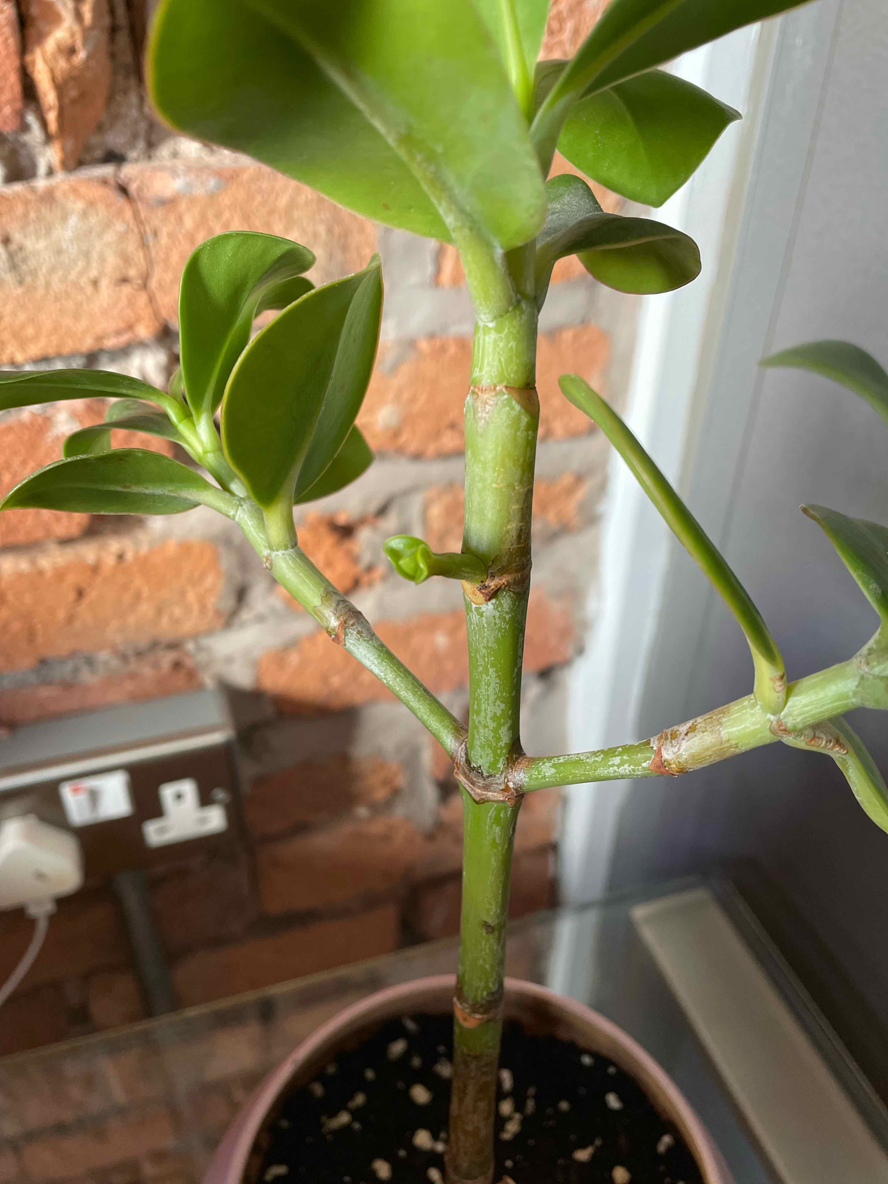 Healthy Autograph Tree with green leaves and sturdy stem in a pot.