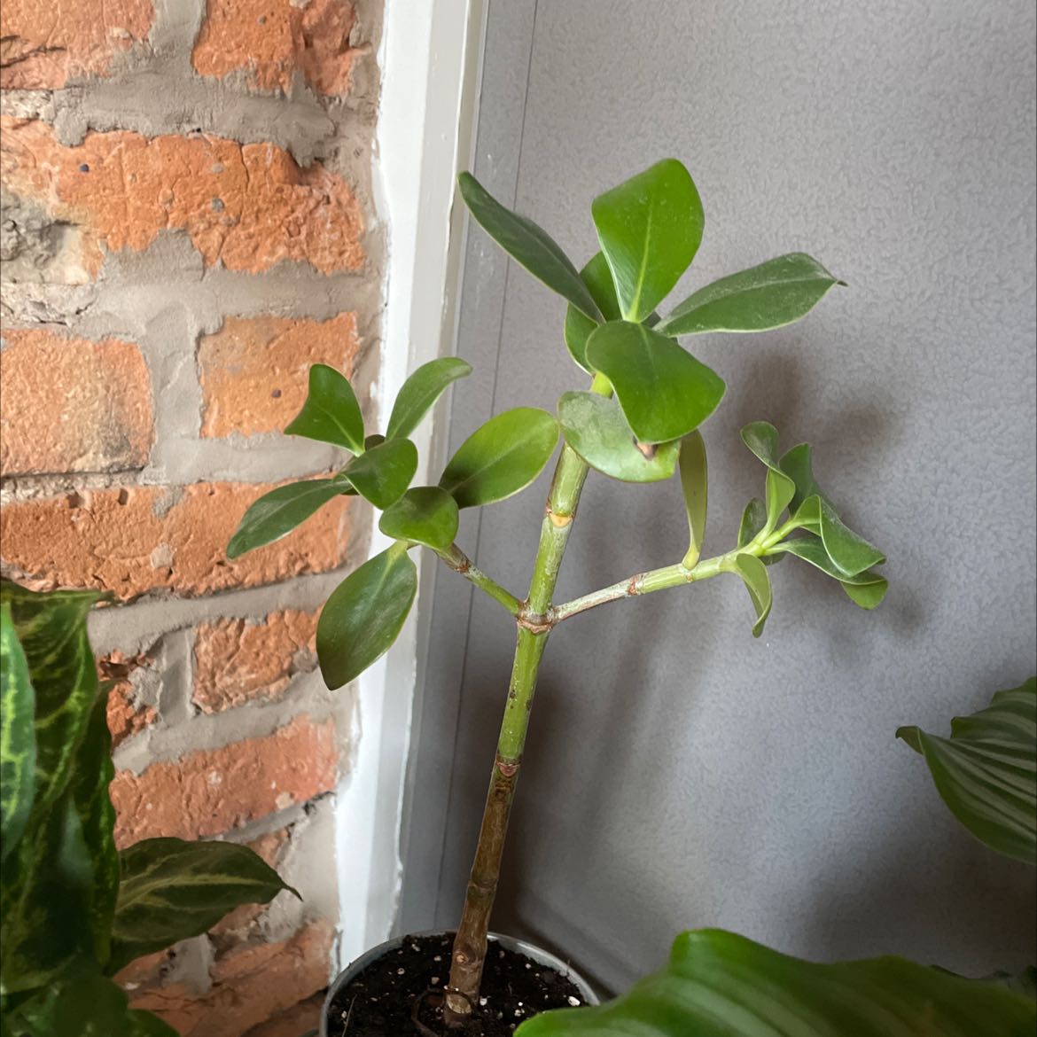 Autograph Tree plant in a pot with visible soil, healthy green leaves, and a brick wall background.