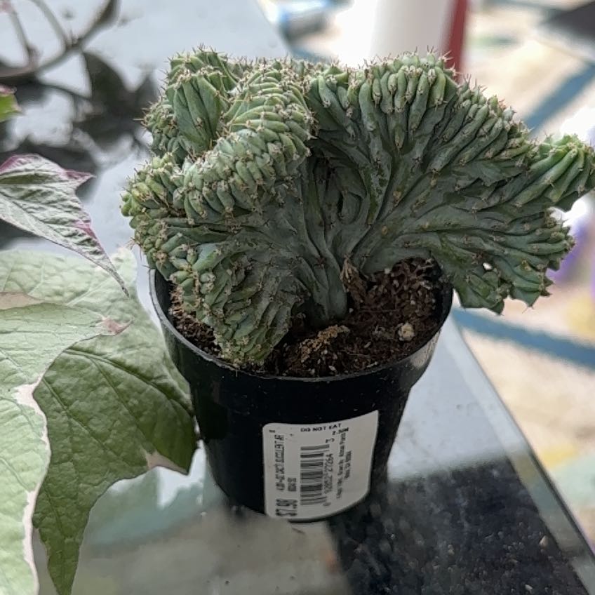 Photo of the plant species Succulant by @FunFlyagaric8 named Luna on Greg, the plant care app