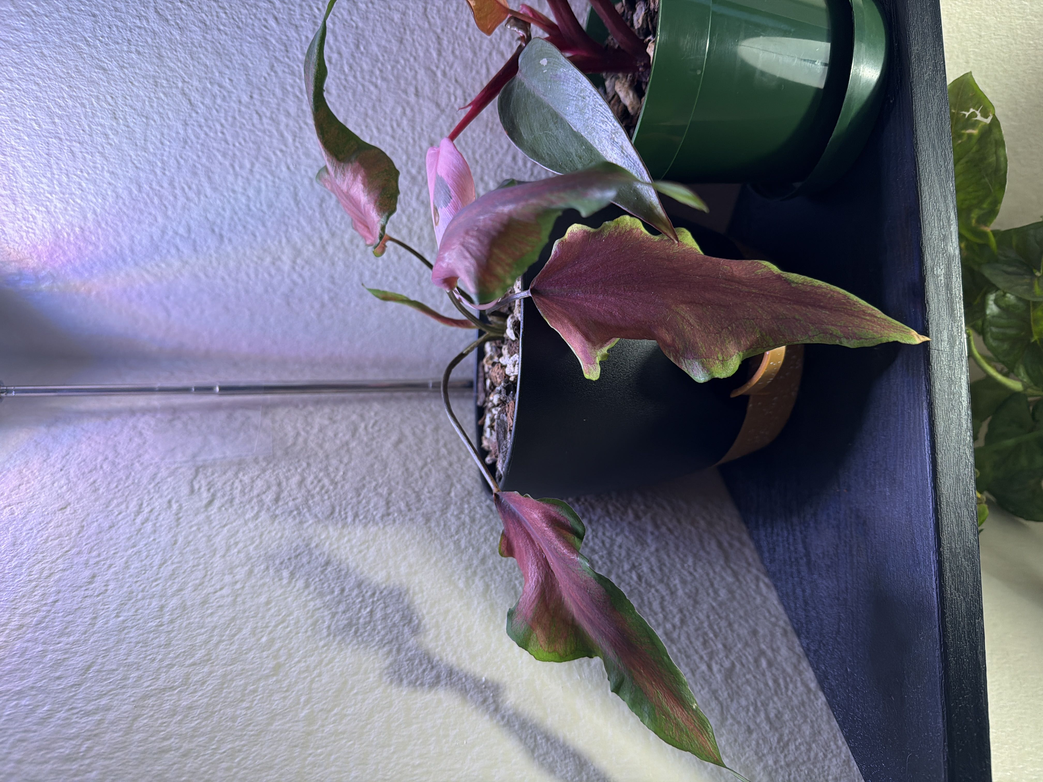 Photo from the post