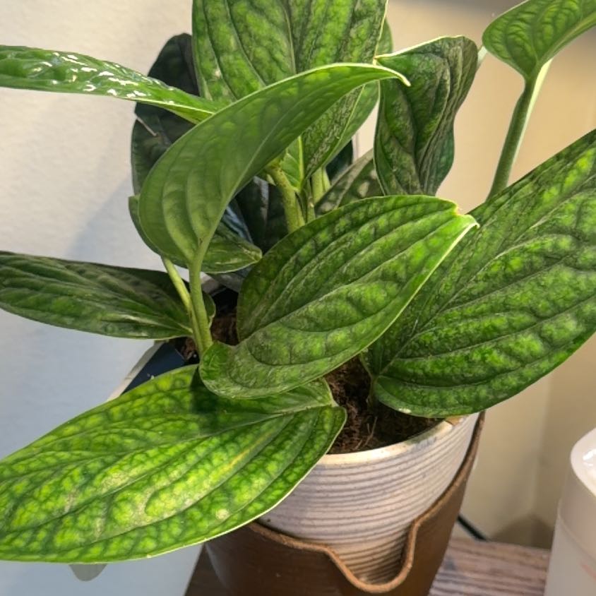 Photo of the plant species Alexa by @Jlynn011013 named Fiona on Greg, the plant care app