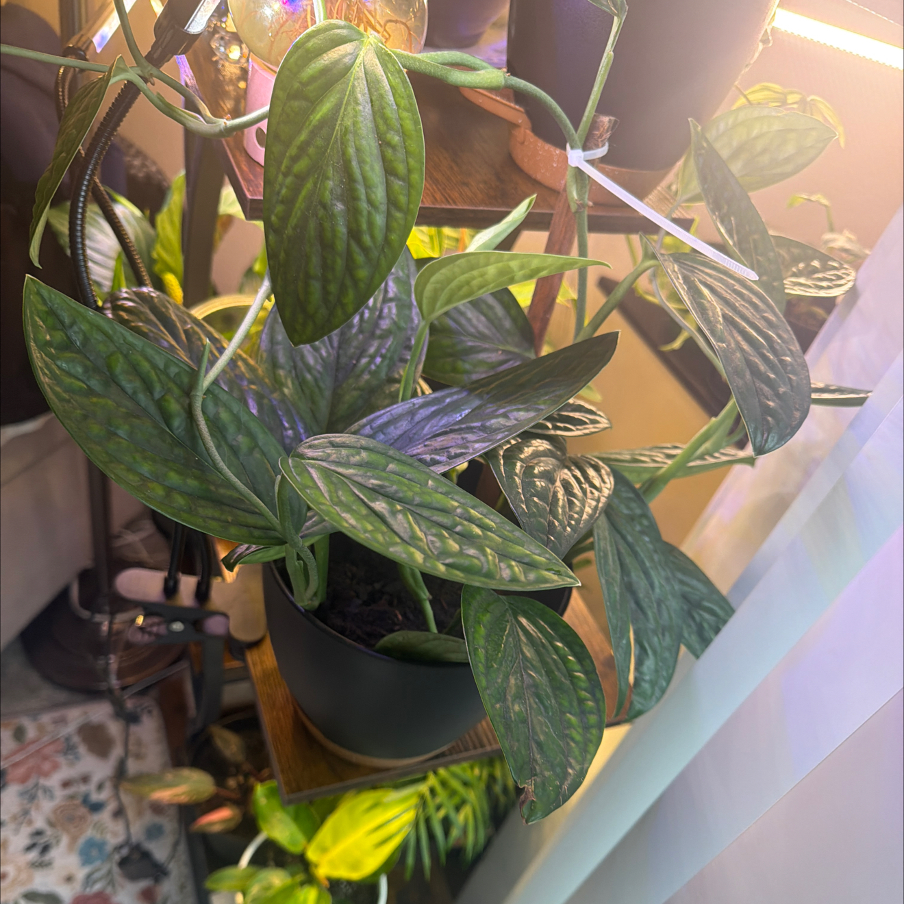Photo of the plant species Alexa by @Jlynn011013 named Fiona on Greg, the plant care app