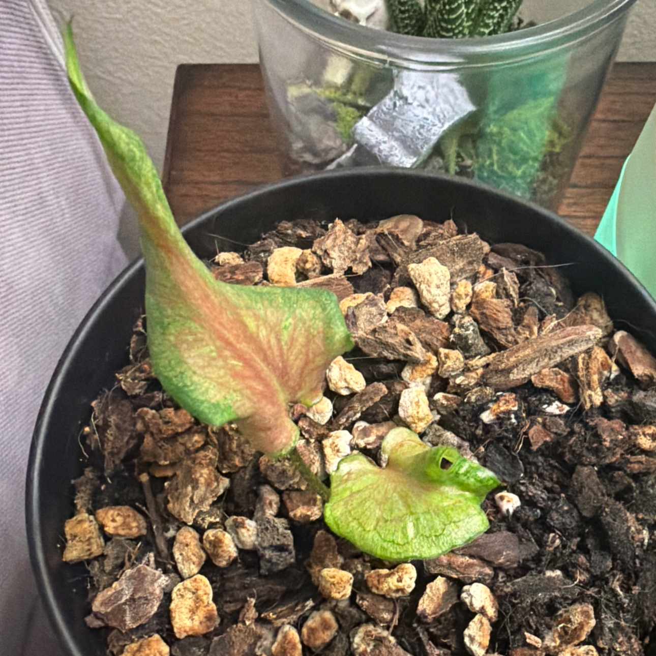 Photo of the plant species Kaladium™ 'Fairytale Princess™' by @Jlynn011013 named Princess on Greg, the plant care app