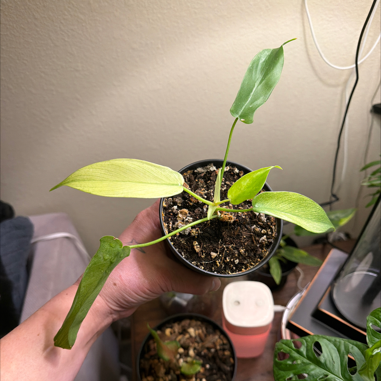 Photo of the plant species Philodendron ghost Mint by @Jlynn011013 named Willow on Greg, the plant care app