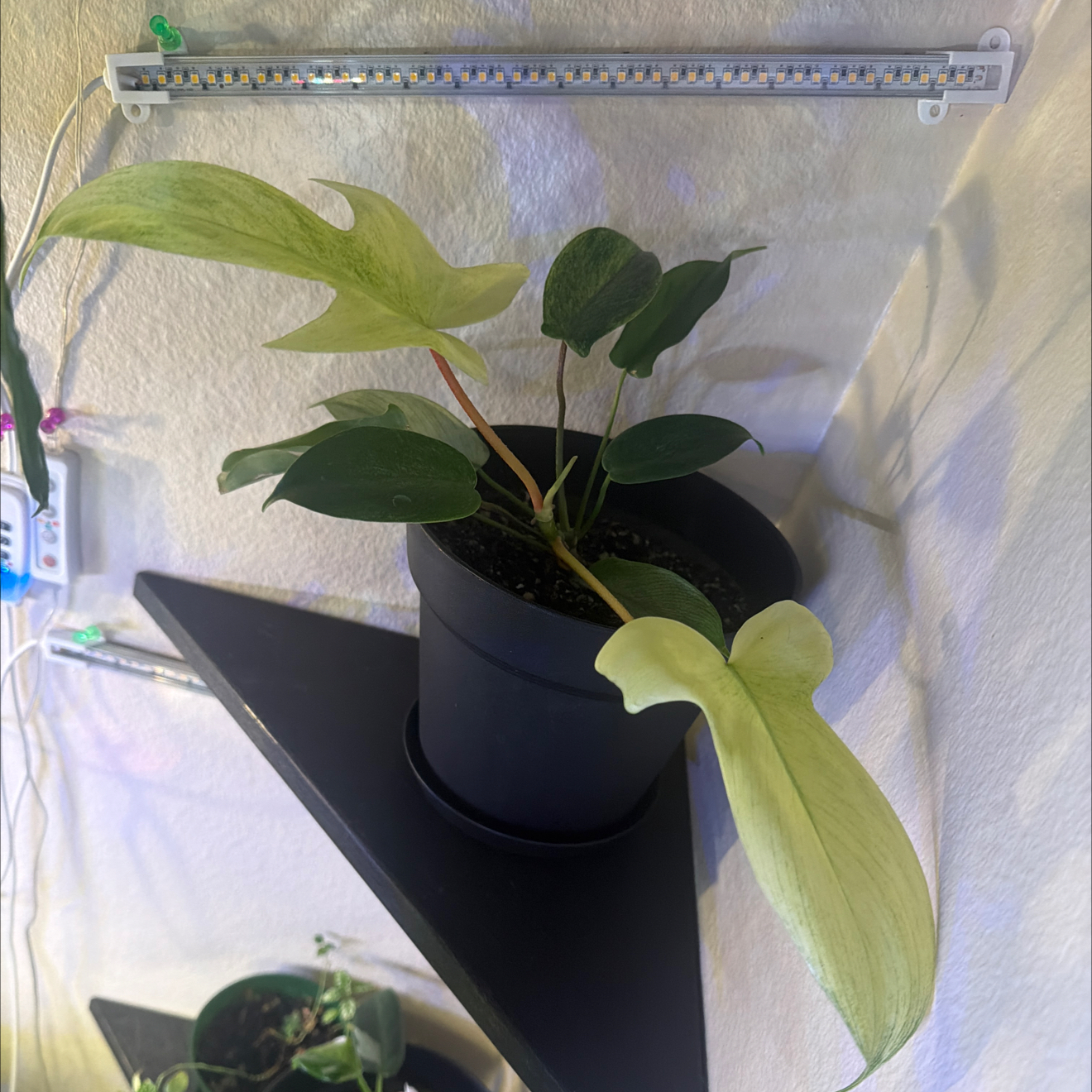 Photo of the plant species Philodendron ghost Mint by @Jlynn011013 named Willow on Greg, the plant care app
