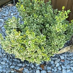 Photo of the plant species Japanese Boxwood by @CoolRedbush95 named Rosa on Greg, the plant care app