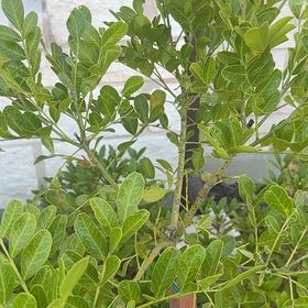 Photo of the plant species Texas Mountain Laurel by @CoolRedbush95 named Apollo on Greg, the plant care app