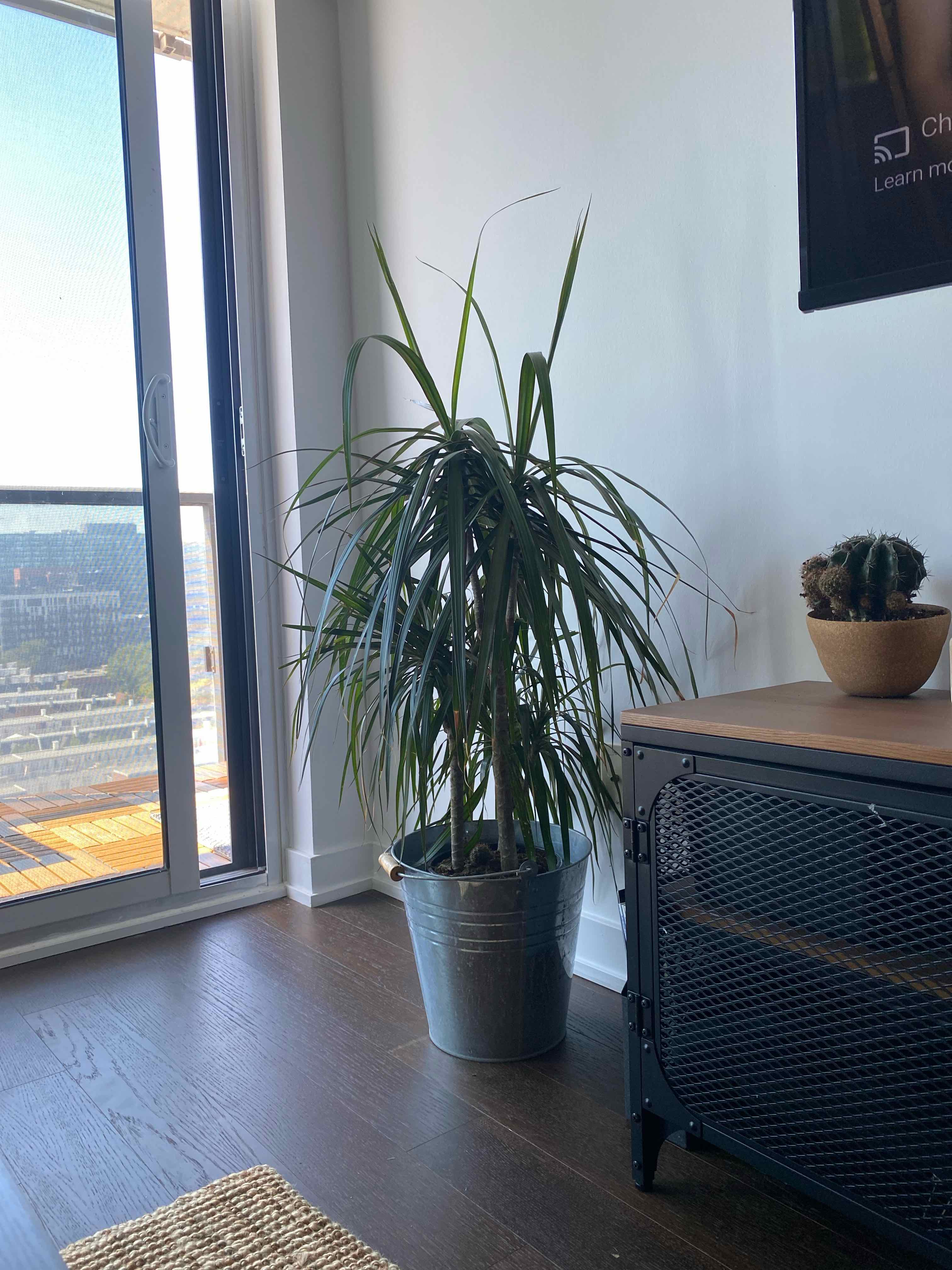 Indoor Open Weave Dragon Tree in a pot, healthy with long slender leaves.