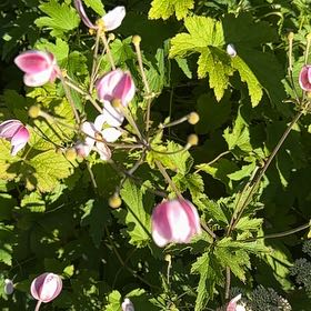 Photo of the plant species Eriocapitella hupehensis by @ManlyRedfir93 named Fernie Saunders on Greg, the plant care app