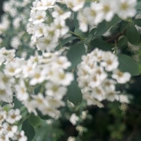 Photo of the plant species Wild Privet by @ManlyRedfir93 named Queen on Greg, the plant care app