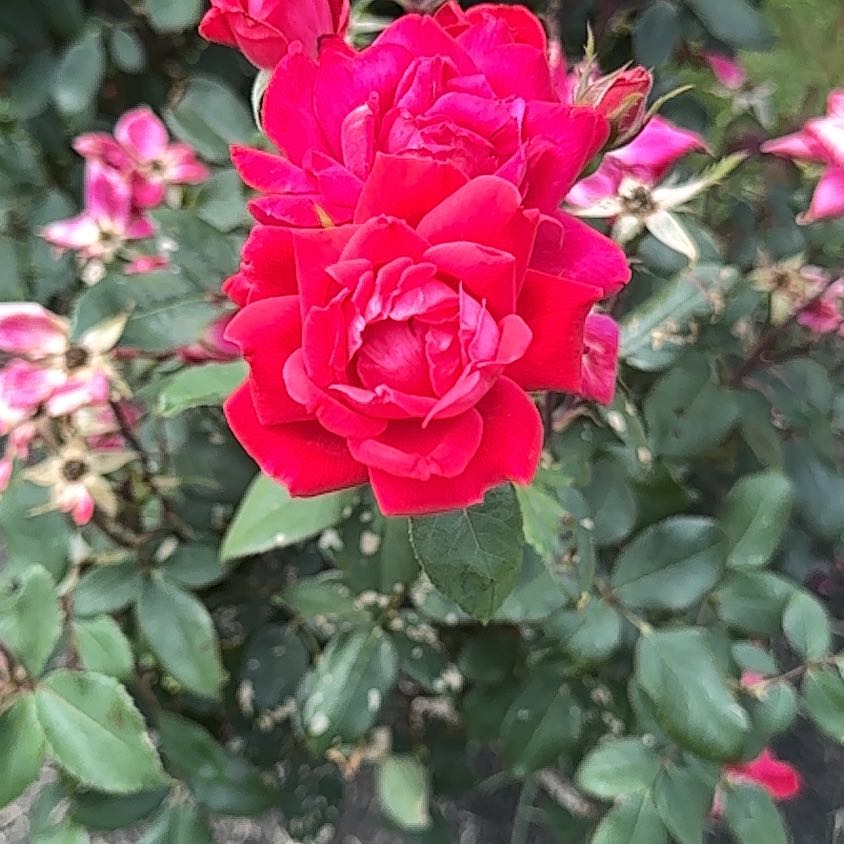 Photo of the plant species French Rose by @ManlyRedfir93 named Lavender on Greg, the plant care app
