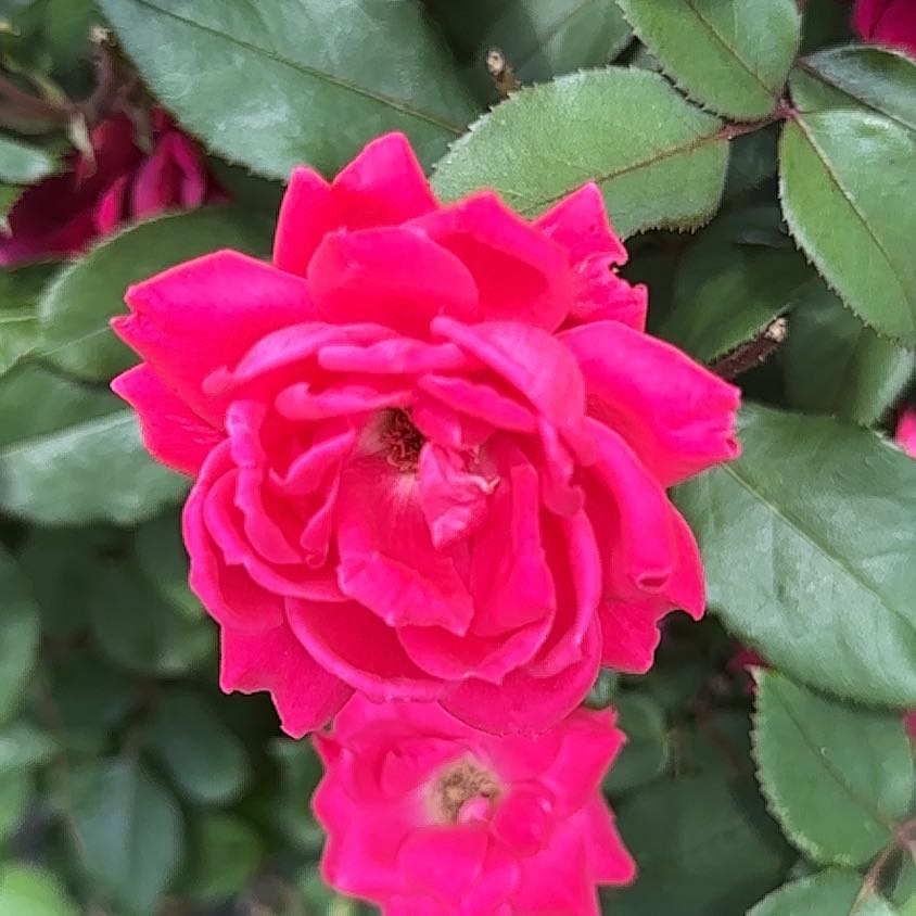 Photo of the plant species French Rose by @ManlyRedfir93 named Xena on Greg, the plant care app