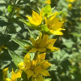 Photo of the plant species Dotted Loosestrife by @ManlyRedfir93 named Rihanna on Greg, the plant care app