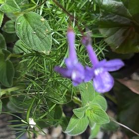 Photo of the plant species Doubtful Knight's-Spur by @ManlyRedfir93 named Austen on Greg, the plant care app