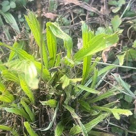 Photo of the plant species Recao by @ManlyRedfir93 named Lola on Greg, the plant care app