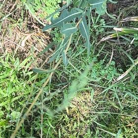 Photo of the plant species Oil Lettuce by @ManlyRedfir93 named Surya on Greg, the plant care app
