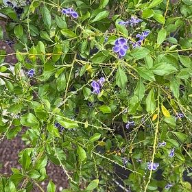 Photo of the plant species Golden Dewdrop by @ManlyRedfir93 named Beckham on Greg, the plant care app