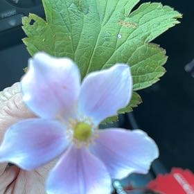 Photo of the plant species Eriocapitella hupehensis by @ManlyRedfir93 named Nithin on Greg, the plant care app