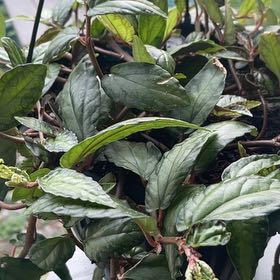 Photo of the plant species Polynesian Ivy by @HotTreeonion17 named Lola on Greg, the plant care app