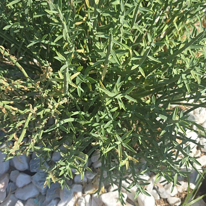 Photo of the plant species Prickly Samphire by @PoeticDuranta62 named Hemingway on Greg, the plant care app